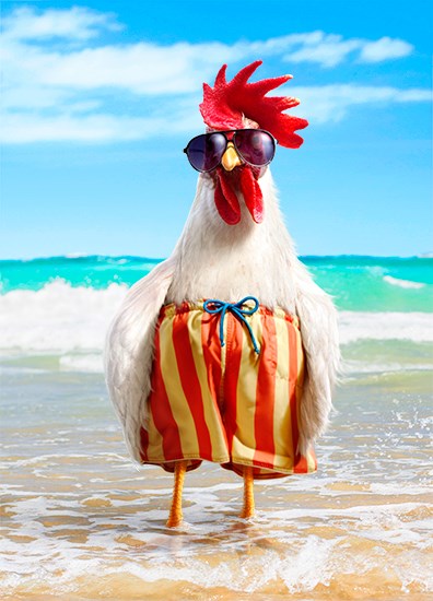 Coq A La Plage Archambault Coq A La Plage Archambault